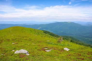 Karpat Dağları 'nın dağlık alp çayırları. Çimlerin arasındaki taşlar. Sıcak güneşli hava