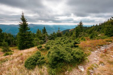 Dağ tepesinde patika. Çayırdaki ağaçların üzerinde sarı otlar olan manzara. Bulutlu bir gökyüzünün altındaki sırtta. Karpatların güzel sonbahar manzarası.