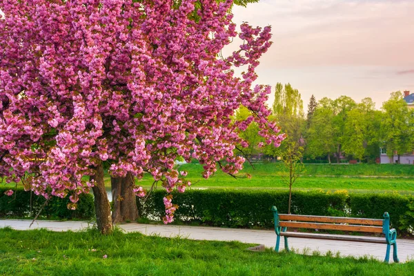 Gün doğumunda kiraz çiçeği açar. Uzh nehrinin kıyısındaki güzel şehir manzarası. Yürüme yolunun yanındaki eski bank.