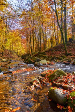 water stream in the beech woods. wonderful nature landscape in fall season. scenery with trees in autumn colors on a sunny day