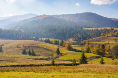 Dağlık kırsal alan. Yuvarlanan tepelerdeki tarlalar ve otlaklar. Güneşli bir sonbahar günü. Karpatya kırsal manzarasının güzelliği