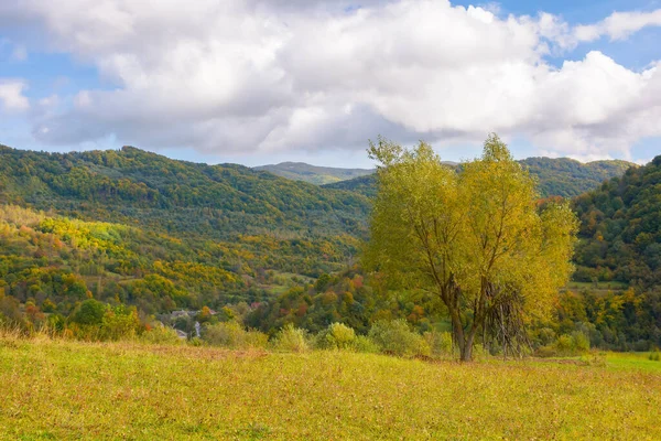 Tree Golden Foliage Grassy Meadow Mountainous Countryside Scenery Autumn Village — Stock fotografie