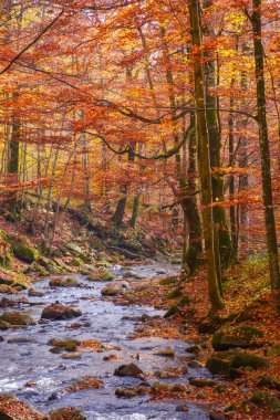 water stream in the beech woods. wonderful nature landscape in fall season. scenery with trees in autumn colors on a sunny day