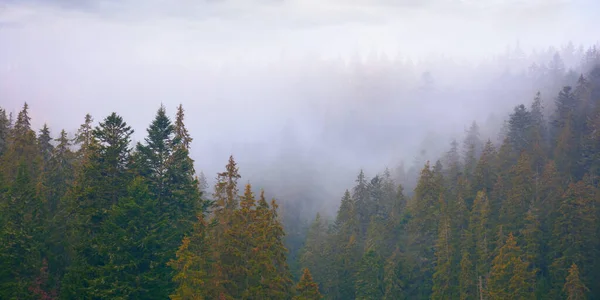 Spruce Forest Autumn Moody Weather Overcast Sky Misty Nature Background — Zdjęcie stockowe
