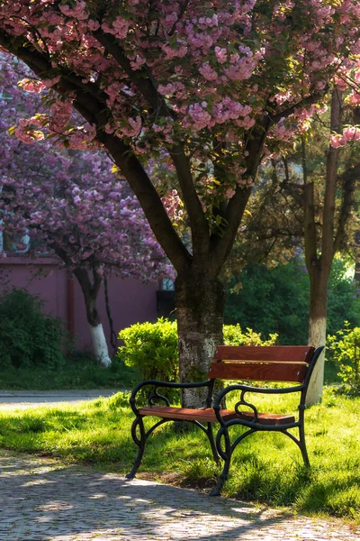 Parc Copaci Sakura Japonezi Primăvară Peisaj Urban Frumos Lumina Dimineții — Fotografie, imagine de stoc