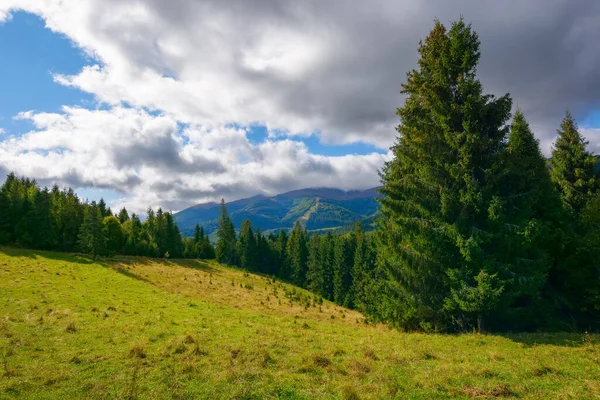 Carpathian Landscape Autumn Spruce Trees Grassy Hill Cloudy Sky Rural — Stock Photo, Image