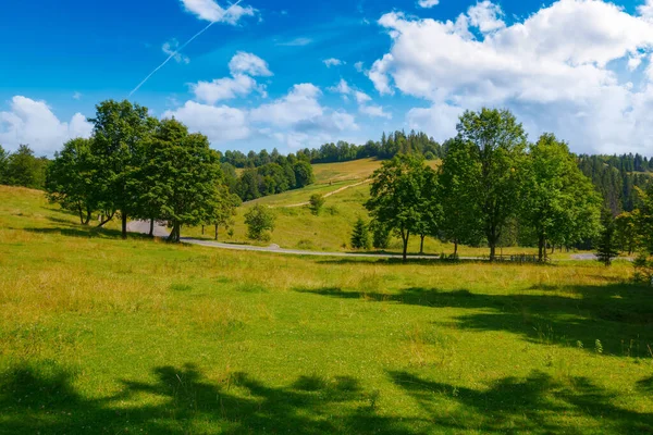 Trees Hill Road Countryside Scenery Grassy Pasture Forest Hill Sunny — Foto Stock