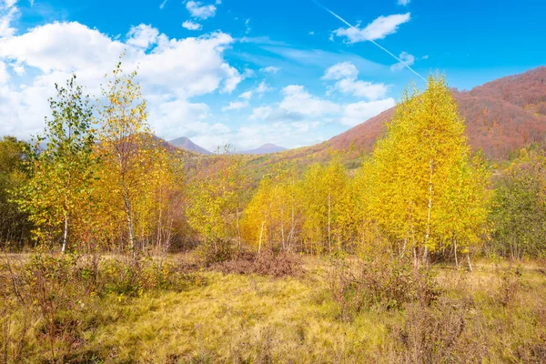 Birch Tree Yellow Foliage Grassy Meadow Sunny Autumn Day Mountains — Foto de Stock