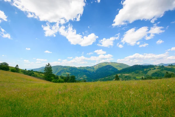 Green Pasture Carpathian Mountain Landscape Beautiful Countryside Scenery Summer Sunny — Foto de Stock