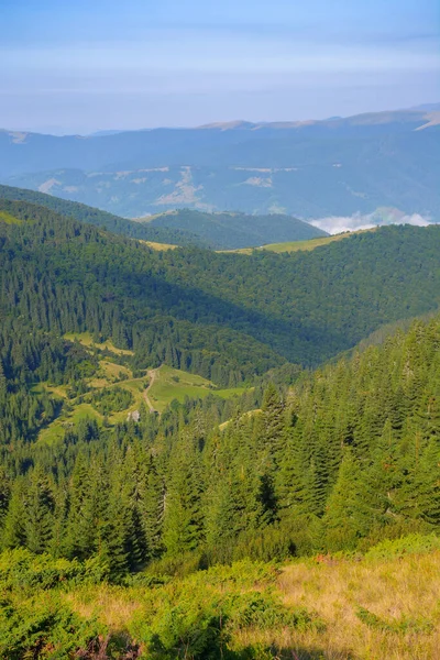 Ukrainian Carpathian Mountains Summer Coniferous Forest Hillside Svydovets Ridge Distance — Foto de Stock