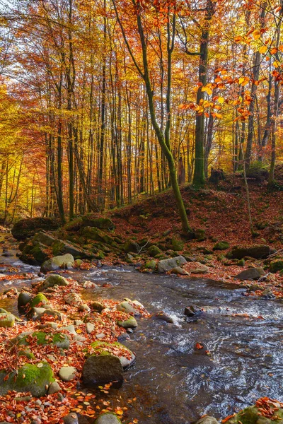 Water Stream Forest Beautiful Nature Scenery Autumn Trees Colorful Foliage — Fotografia de Stock