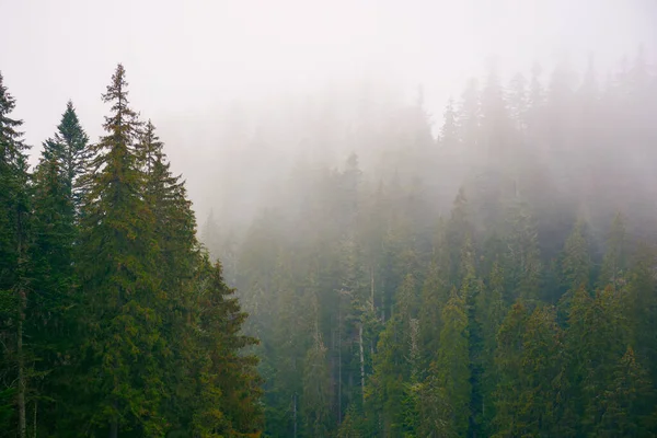 Coniferous Forest Foggy Autumn Day Gloomy Nature Background Overcast Sky — Fotografia de Stock