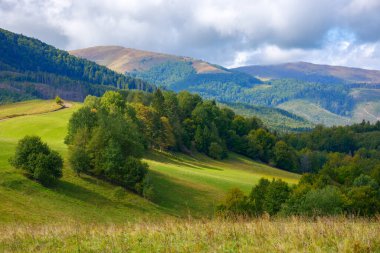 Sonbaharın başlarında dağ manzarası. Çimenli tepedeki ağaçlar benekli ışıkta. # Bulutlu bir gökyüzünün altında #