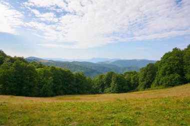 green pasture on the hillside. forested mountains in the distance. beautiful countryside landscape of transcarpathia in summer