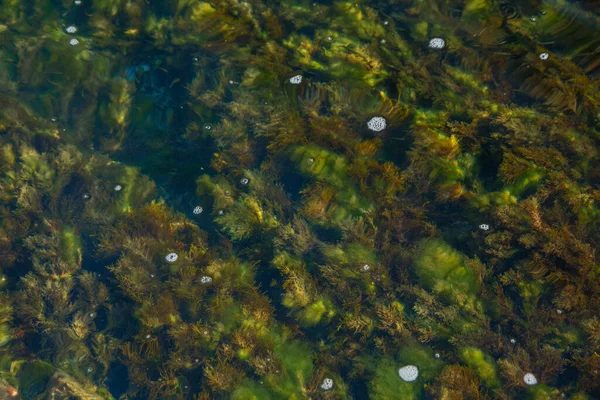 海藻的背景 在海滨的石子和卵石中种植 — 图库照片