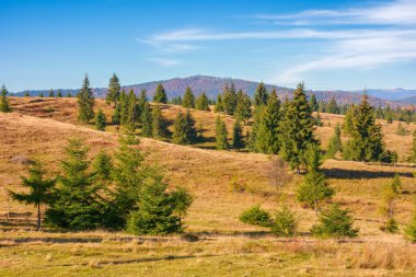 Apuseni Ulusal Parkı 'nın kozalaklı ormanları. Sabah ışığında çimenli tepeler. Uzaktaki dağ sırtı. Cluj ülkesi Romanya 'da sonbahar tatilleri