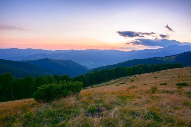 Alacakaranlıkta dağ manzarası. Karpatların güzel doğa manzarası. Çimenli çayırlar mavi saat ışığında bir orman tepesi