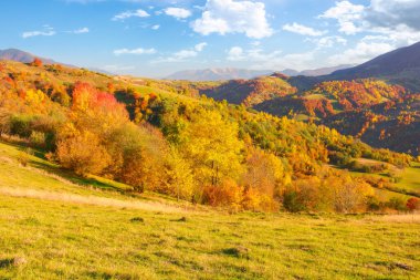 forested hills of carpathian countryside in autumn. colorful scenery on a sunny afternoon in mountains. fluffy clouds on the blue sky