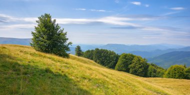 trees on the grassy hills and meadows. mountainous countryside in late summer. carpathian nature scenery on a bright sunny day