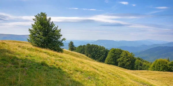 Trees Grassy Hills Meadows Mountainous Countryside Late Summer Carpathian Nature — Stockfoto