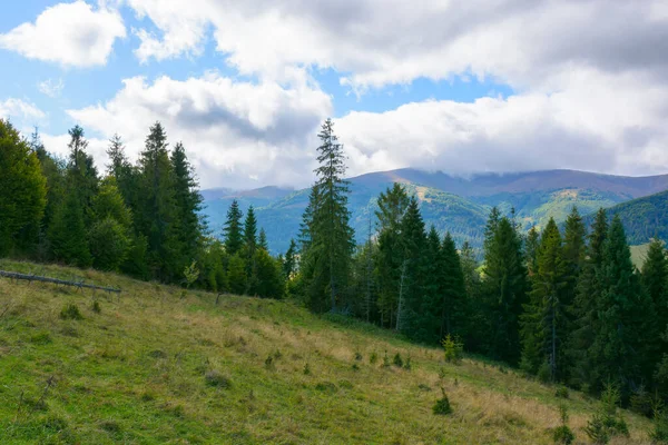 Karpatská Krajina Podzim Smrkové Stromy Travnatém Kopci Pod Zataženou Oblohou — Stock fotografie