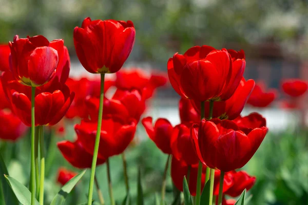 Rode Tulpenbloemen Bloeien Mooie Bloemen Natuur Achtergrond Het Voorjaar Een — Stockfoto