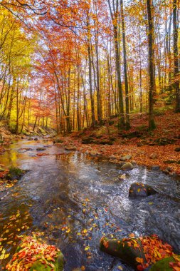 water stream in the natural park. wonderful nature scenery in fall season. trees in colorful foliage on a sunny day