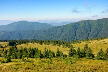 carpathian mountain landscape in summer. coniferous forest on the grassy hillside. hills and meadows in morning light. tourism and vacation season
