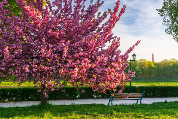 Banco Árvore Sakura Florescente Bela Paisagem Urbana Início Manhã Primavera — Fotografia de Stock