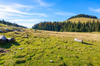 idyllic landscape in the carpathians. green meadows in front of a coniferous grove. forested summit in the distance beneath a blue sky with cirrus clouds