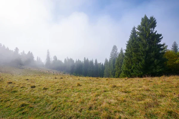Coniferous Forest Grassy Hillside Meadow Fog Rising Blue Sky Cold — 图库照片