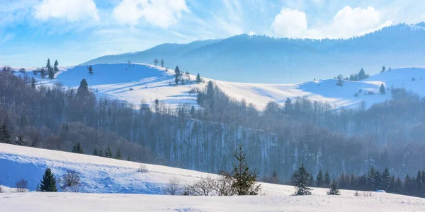 Карпатская Местность Зимой Красивый Горный Пейзаж Полдень Голые Деревья Заснеженных — стоковое фото