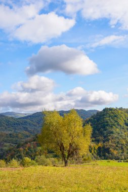tree in golden foliage on the grassy meadow. mountainous countryside scenery in autumn. village in the distant valley among beneath a blue sky with puffy clouds
