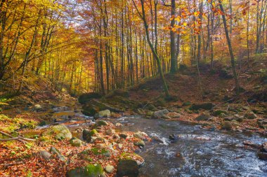Ormandaki sakin dağ nehri. Sonbaharda güzel doğa manzarası. Güneşli bir günde sonbahar renklerinde ağaçlar