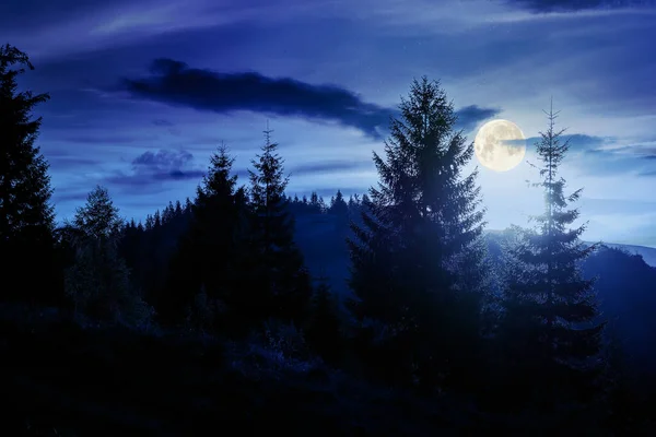 Coniferous Trees Hill Night Beautiful Nature Scenery Romania Mountains Full — Foto de Stock