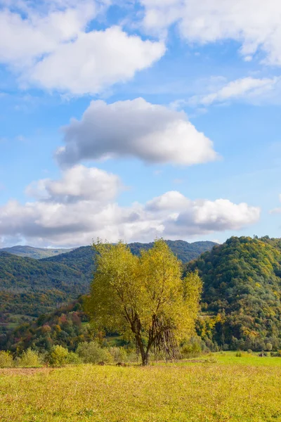 tree in golden foliage on the grassy meadow. mountainous countryside scenery in autumn. village in the distant valley among beneath a blue sky with puffy clouds