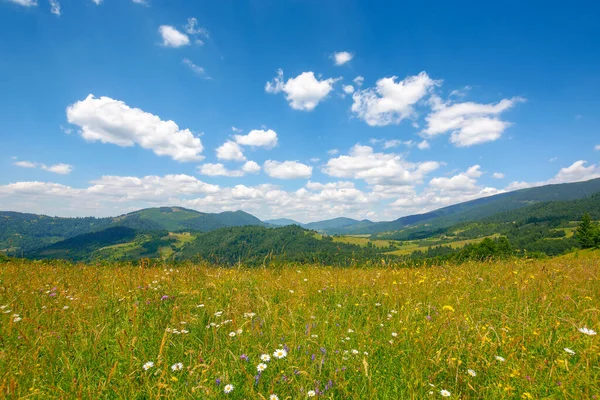 カルパチア山脈の草原地帯です 夏の田園風景です 暖かい晴れた日に空に浮かぶふわふわの雲 — ストック写真