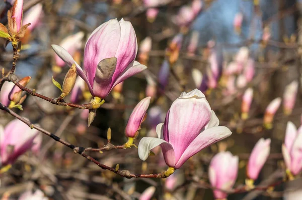 Wunderschöne Magnolienblüte Frühling Romantische Weiche Florale Tapete — Stockfoto