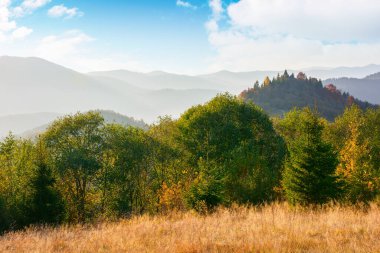trees and meadows on the hills. mountain landscape on the warm afternoon in autumn. clouds on the blue sky