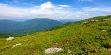Karpat Dağları 'nın dağlık alp çayırları. Çimlerin arasındaki taşlar. Sıcak güneşli hava