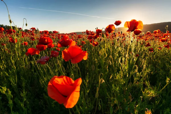 Campo Amapola Maíz Floreciente Día Soleado Maravilloso Paisaje Verano Las —  Fotos de Stock