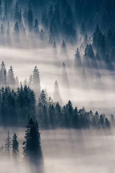 Spruce Trees Foggy Sunrise Beautiful Nature Scenery Glowing Mist Trees — Foto Stock