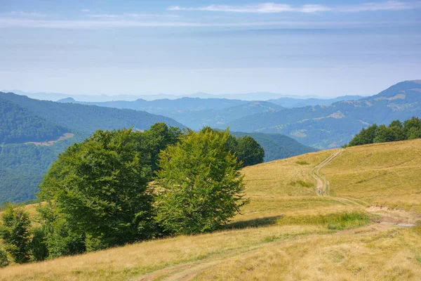 Beech Trees Grassy Hill Mountain Landscape Late Summer Carpathian Countryside — 스톡 사진