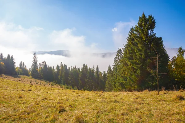 Spruce Trees Grassy Hillside Meadow Mist Rising Bright Blue Sky — Stock Photo, Image