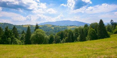 coniferous forest on the hill. green summer nature scenery in carpathian mountains. sunny weather with clouds above the distant ridge