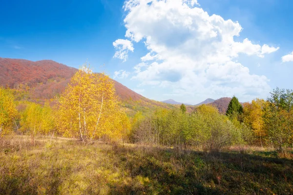 Trees Colorful Foliage Grassy Meadow Mountain Landscape Autumn Beautiful Outdoor — Stock Photo, Image