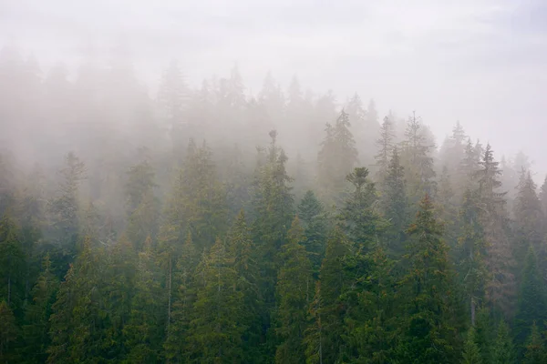 Spruce Forest Misty Autumn Day Moody Nature Background Overcast Sky — Zdjęcie stockowe
