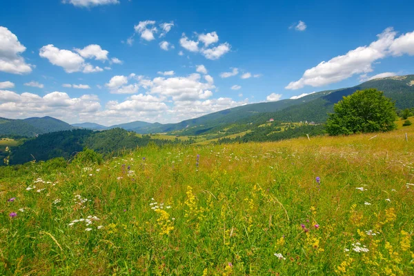 Grassy Field Hill Carpathian Countryside Beautiful Mountain Landscape Summer Warm — Fotografia de Stock