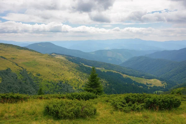 Carpathian Mountain Range Summer Landscape Forested Hills Grassy Meadows Rolling —  Fotos de Stock