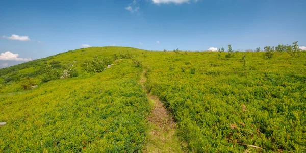 narrow foot path up the grassy hill. summer vacation in carpathian mountains. sunny afternoon weather with green meadow beneath a blue sky with puffy cumulus clouds